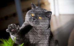 Desktop wallpaper. Cats. ID:52203