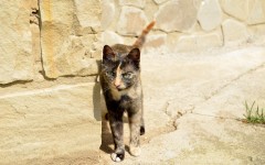 Desktop wallpaper. Cats. ID:52239