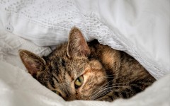 Desktop wallpaper. Cats. ID:52269