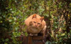 Desktop wallpaper. Cats. ID:52272