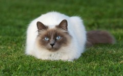 Desktop wallpaper. Cats. ID:52273