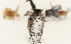 Desktop wallpaper. Cats. ID:52300