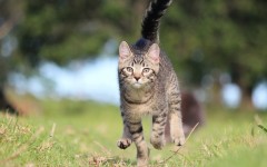 Desktop wallpaper. Cats. ID:52307