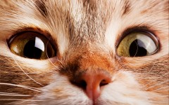 Desktop wallpaper. Cats. ID:52500