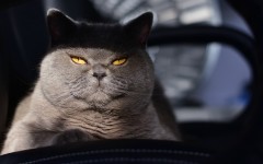 Desktop wallpaper. Cats. ID:52512