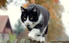 Desktop wallpaper. Cats. ID:52523