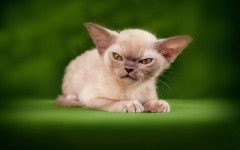 Desktop wallpaper. Cats. ID:52530