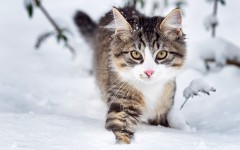 Desktop wallpaper. Cats. ID:52547
