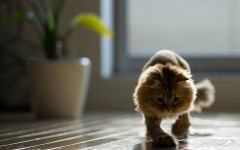Desktop wallpaper. Cats. ID:52569