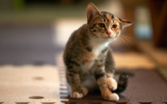Desktop wallpaper. Cats. ID:52613