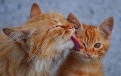 Desktop wallpaper. Cats. ID:52648