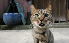 Desktop wallpaper. Cats. ID:52666