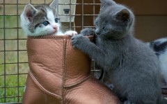 Desktop wallpaper. Cats. ID:52667
