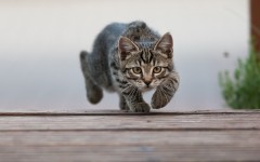Desktop wallpaper. Cats. ID:52691