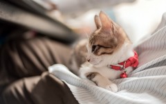 Desktop wallpaper. Cats. ID:52809