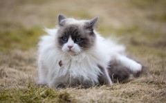 Desktop wallpaper. Cats. ID:52818