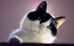 Desktop wallpaper. Cats. ID:52878