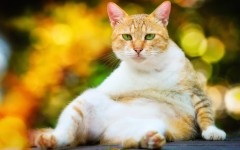 Desktop wallpaper. Cats. ID:52884