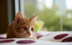 Desktop wallpaper. Cats. ID:52912