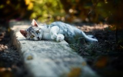 Desktop image. Cats. ID:52914