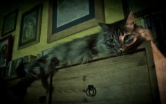 Desktop image. Cats. ID:52919