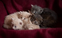 Desktop image. Cats. ID:52988