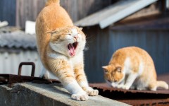Desktop wallpaper. Cats. ID:52999