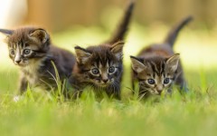 Desktop wallpaper. Cats. ID:53018