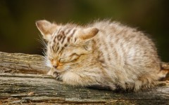 Desktop wallpaper. Cats. ID:53083