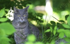 Desktop wallpaper. Cats. ID:53097