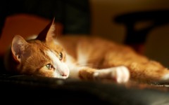 Desktop wallpaper. Cats. ID:53102