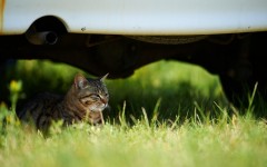 Desktop wallpaper. Cats. ID:53113