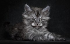 Desktop wallpaper. Cats. ID:53277