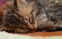 Desktop wallpaper. Cats. ID:53320