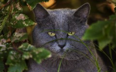 Desktop wallpaper. Cats. ID:53329
