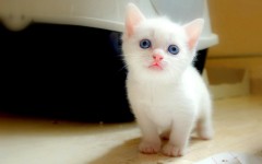 Desktop image. Cats. ID:53336