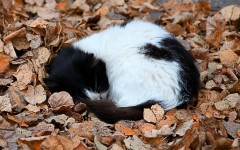 Desktop image. Cats. ID:53478