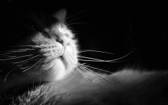 Desktop wallpaper. Cats. ID:53490