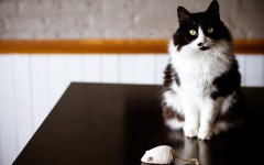 Desktop wallpaper. Cats. ID:53625
