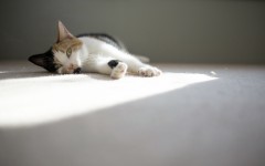 Desktop wallpaper. Cats. ID:53630