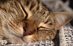 Desktop wallpaper. Cats. ID:53638