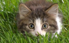 Desktop wallpaper. Cats. ID:53663