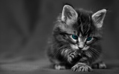 Desktop wallpaper. Cats. ID:53666