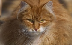 Desktop wallpaper. Cats. ID:53737