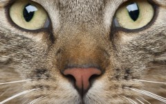 Desktop wallpaper. Cats. ID:53747