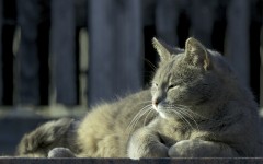 Desktop wallpaper. Cats. ID:53765
