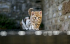 Desktop wallpaper. Cats. ID:53767