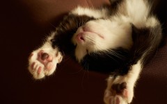 Desktop wallpaper. Cats. ID:53768