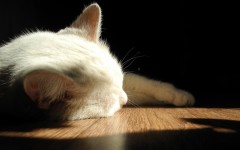 Desktop wallpaper. Cats. ID:54067