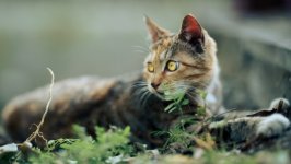 Desktop wallpaper. Cats. ID:138211